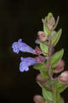 Small skullcap